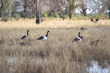 Magpie geese at Black Swamp