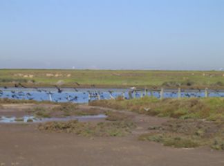 Cormorants at the Werribee River estuary
