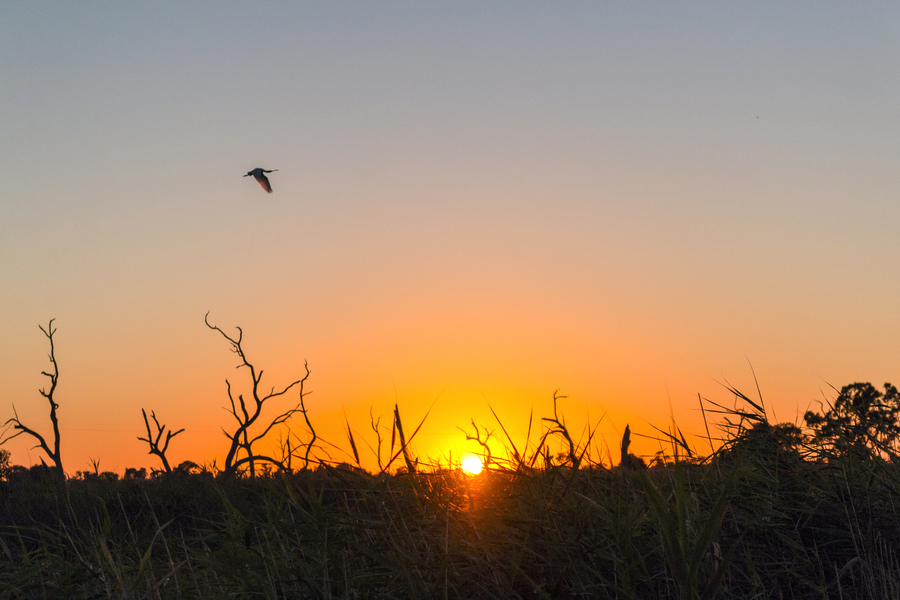 Spoonbill at sunrise Hird Swamp