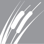 Reeds icon
