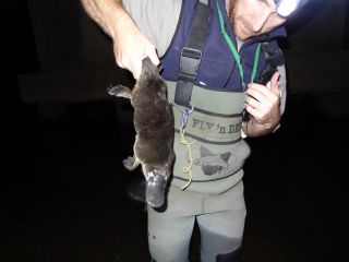 Platypus caught during monitoring, Tarago River, April 2015, by Keith Chalmers