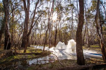 Early stages of environmental water delivery at Nyah Floodplain, by Mallee CMA