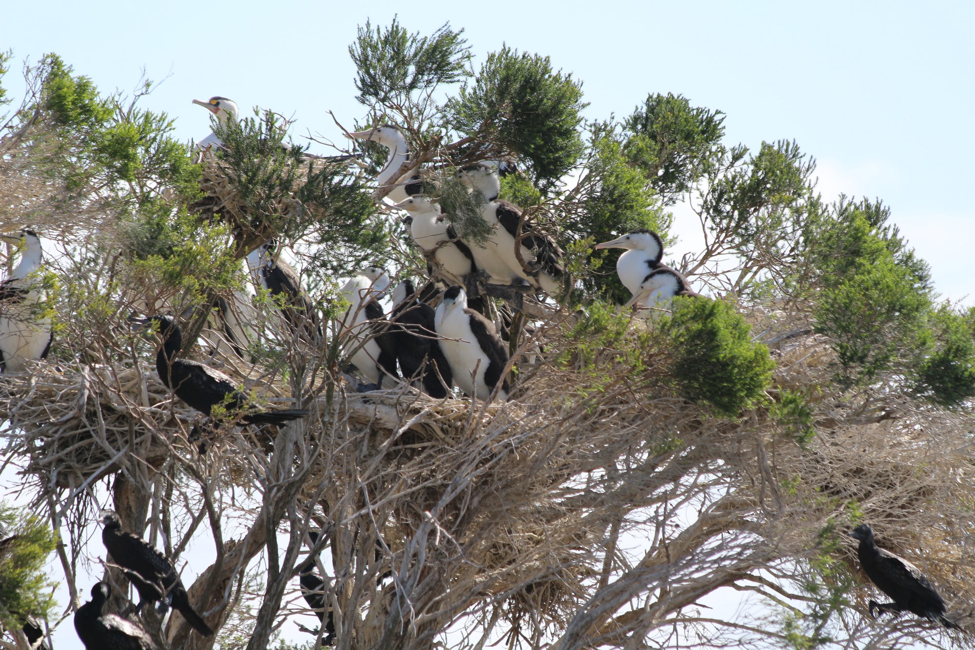 Gippsland Cormorants 