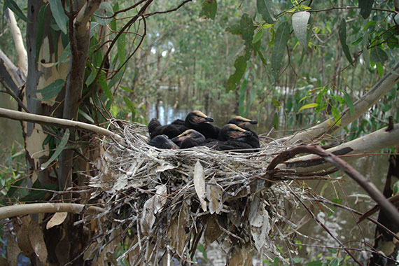 Cormorants in nest at War Plain