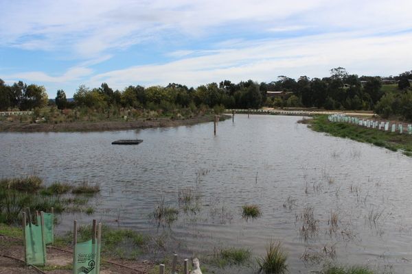 Heyfield Wetlands during environmental watering