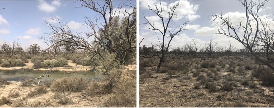 Recovering black box trees that can receive water and ones that cannot
