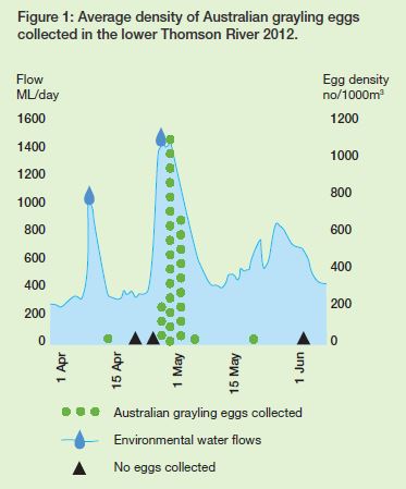 Figure 1: Average density of Australian grayling eggs collected in the lower Thomson River 2012