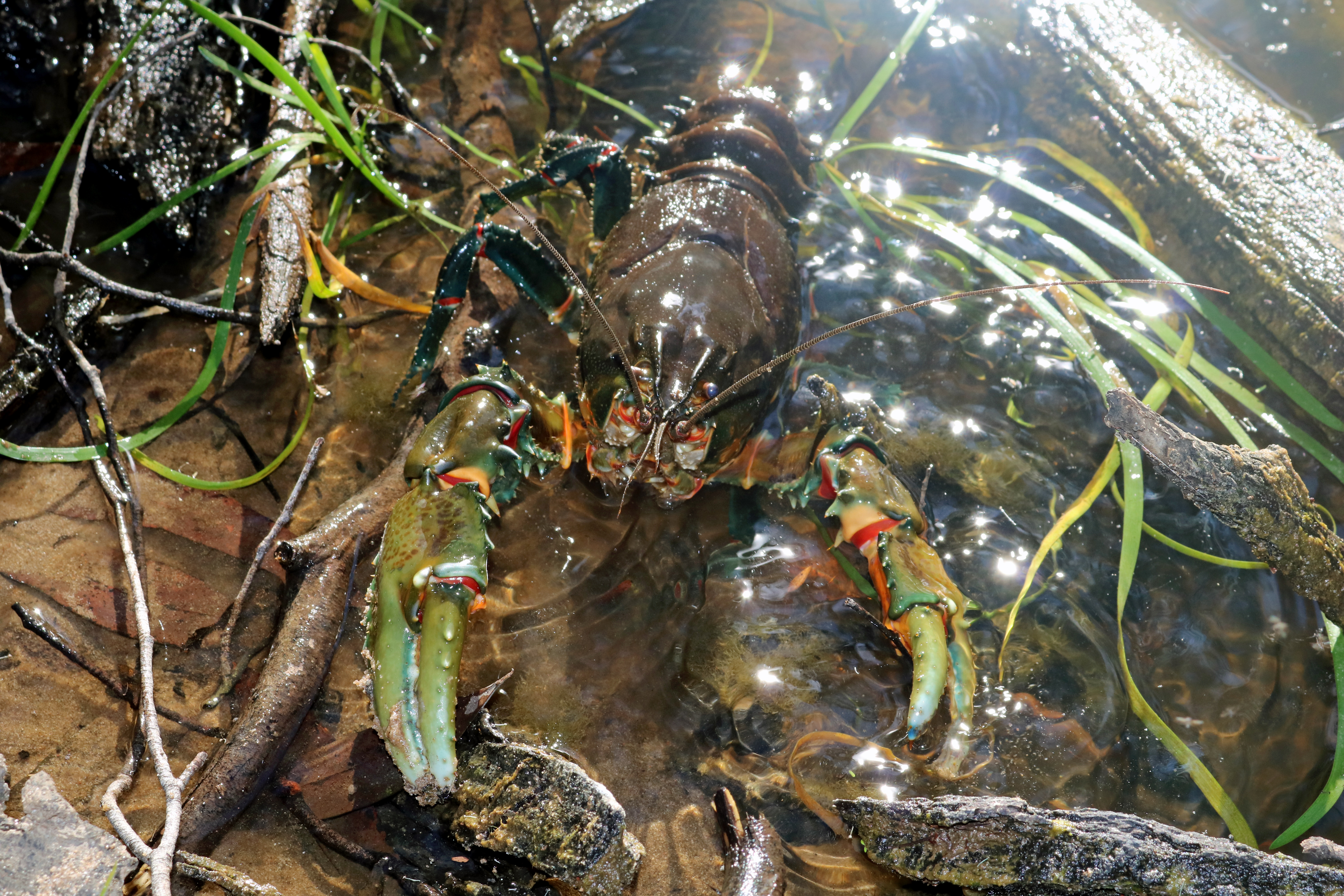 Glenelg spiny crayfish