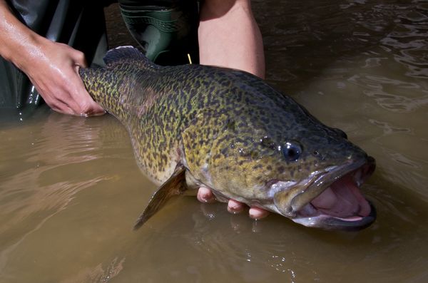 Murray cod release, by Arthur Rylah Institute