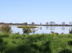 Lower Latrobe Wetlands